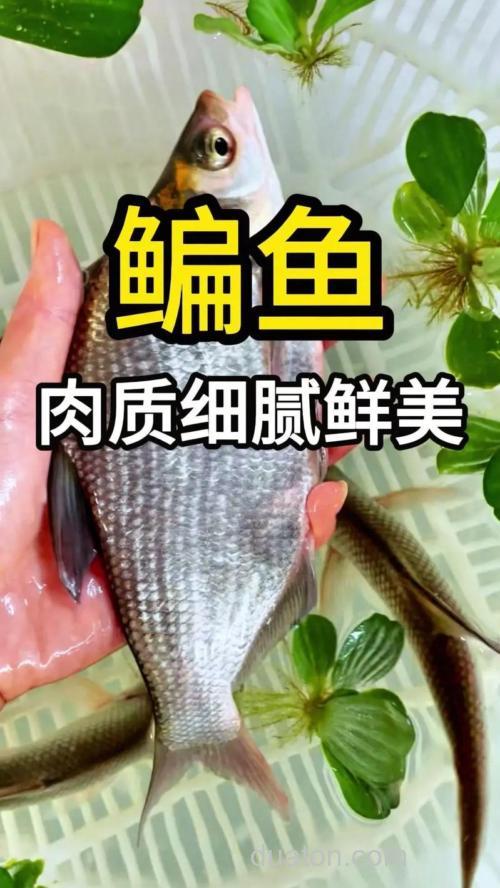 武昌鱼几月份最好钓?