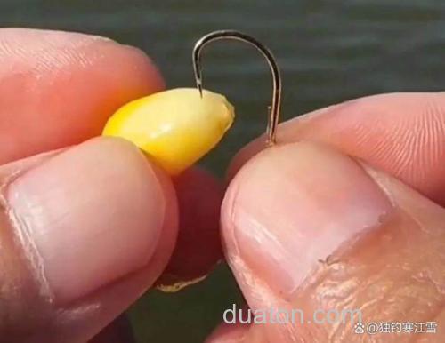 钓鱼用熟玉米好还是生玉米好呢?