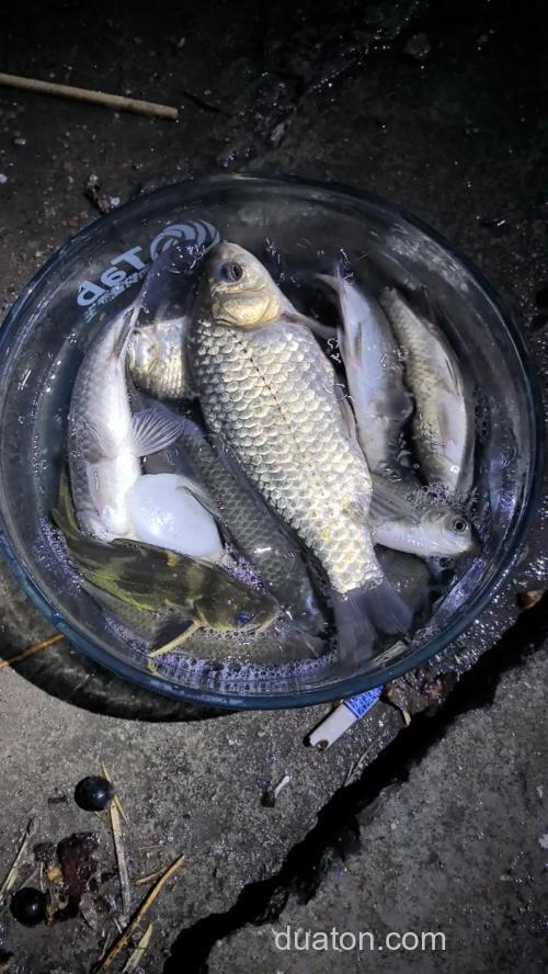 夏季大鲫鱼越来越难钓?