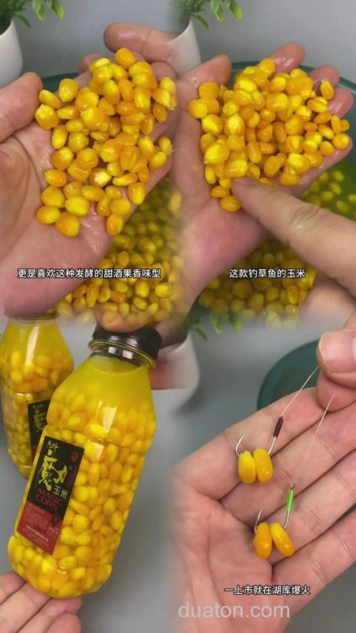 老玉米打窝嫩玉米钓，鱼能找到钓饵吗？
