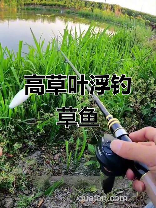 用什么打窝诱草鱼最快?浮钓草鱼最佳方法是什么?