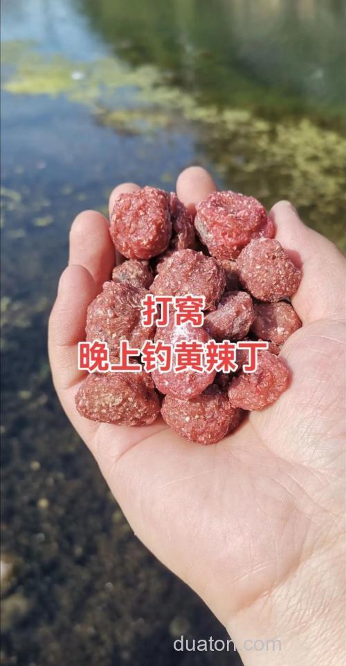 钓黄辣丁用什么打窝？