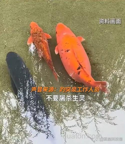 这东西专攻鲤鱼聚鱼久聚不散,想钓鲤鱼别错过