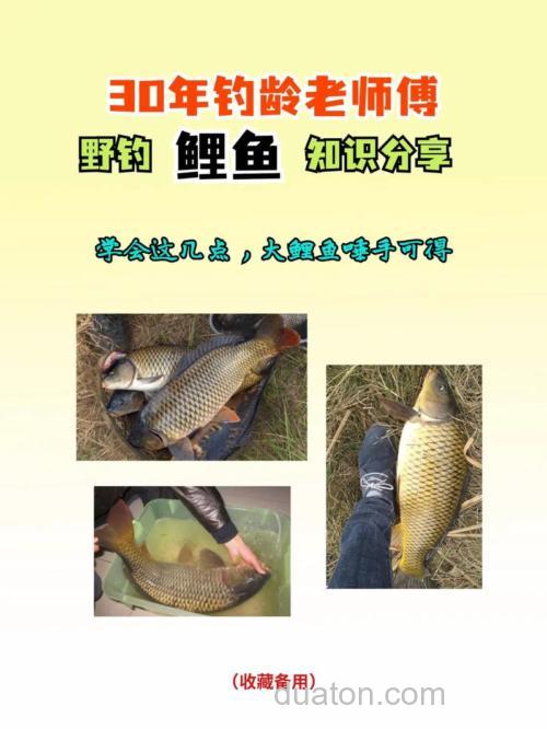 野外鲤鱼的5个技巧,新手一样钓得多