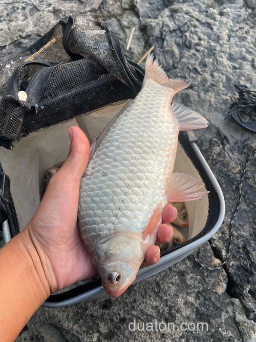 洪泽湖钓草鱼