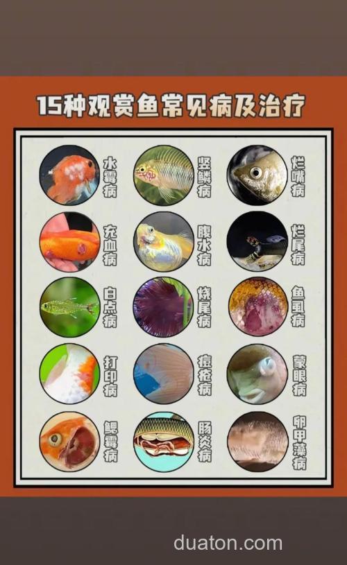 1鱼尾巴上有白毛,2还往一边翻,3鱼鳃有血,这3种怎么治,是什么病?