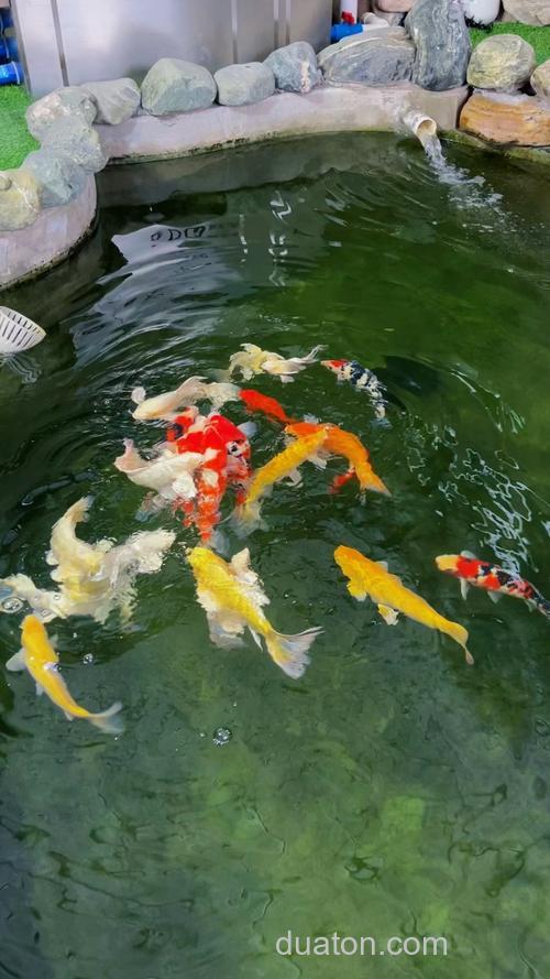 鲤鱼喜欢在水里什么位置?