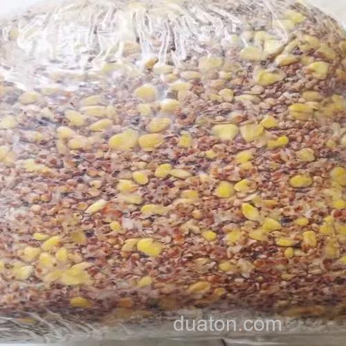 发酵中的高粱怎么打窝,钓鲫鱼鲤
