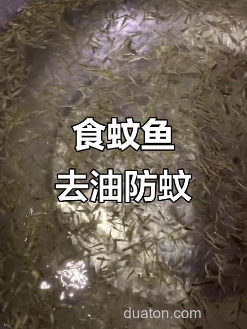 听说蚊香+酒+大米+油,鱼能浮上来,这是真的吗?