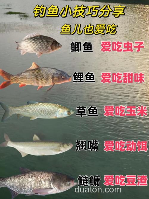 野钓大鱼喜欢吃什么?
