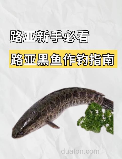 夏钓黑鱼的五个实用技巧