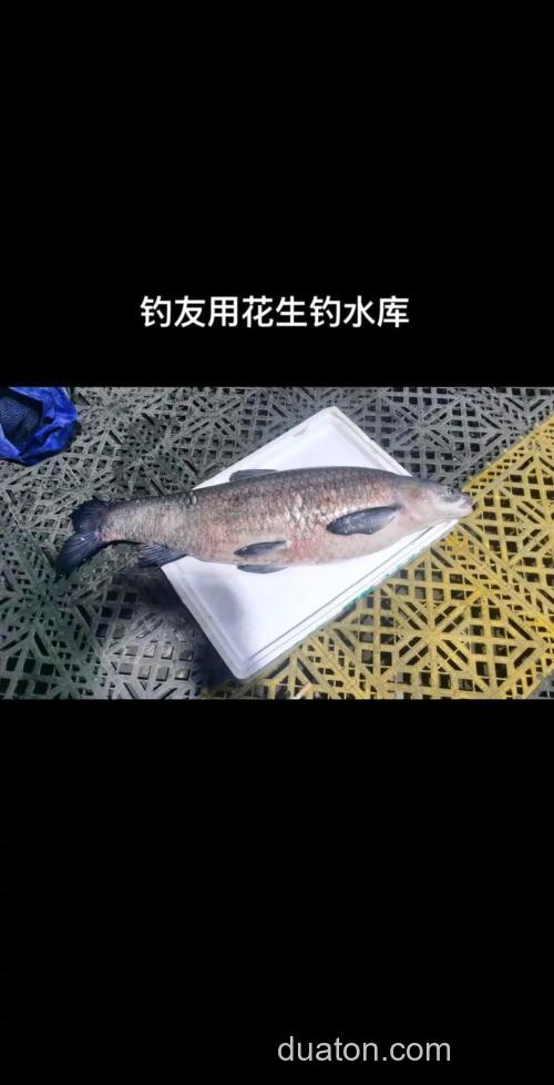 花生如何打窝钓鱼?