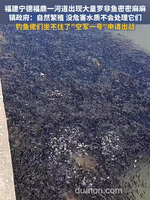 钓鱼，河水泛滥钓罗非