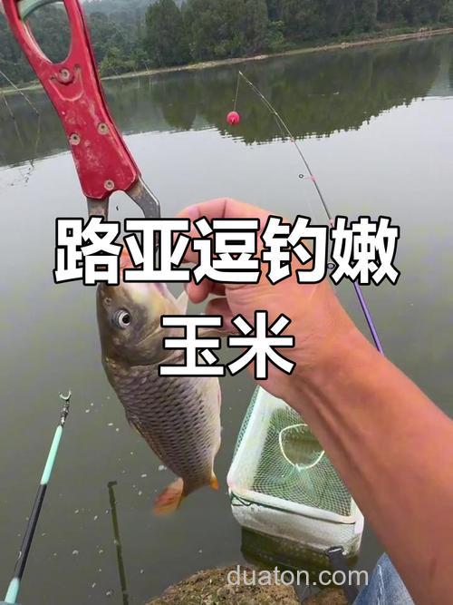 嫩玉米钓鲤鱼制作方法
