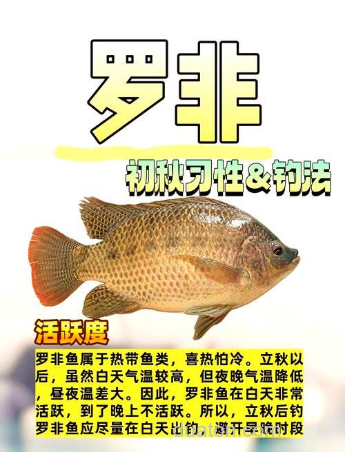 秋季垂钓罗非鱼的技巧方法分析