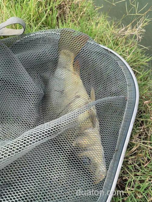白龙湖钓鲫鱼最佳位置?
