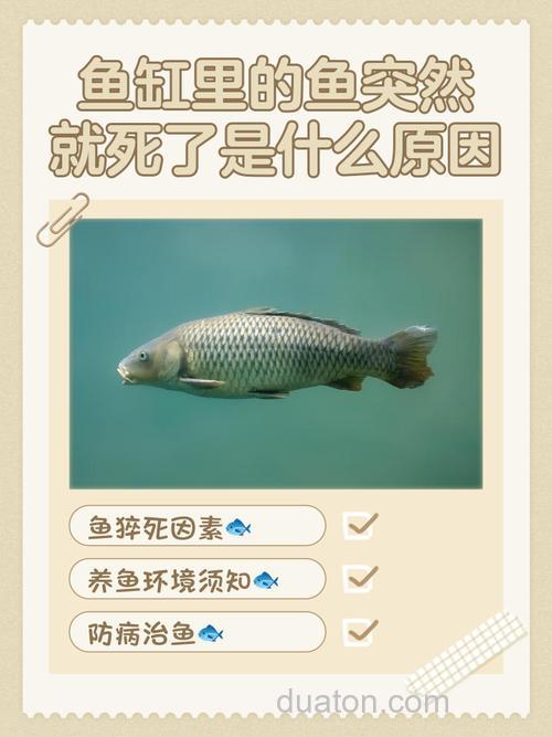 溶氧过高对鱼的危害有哪些？