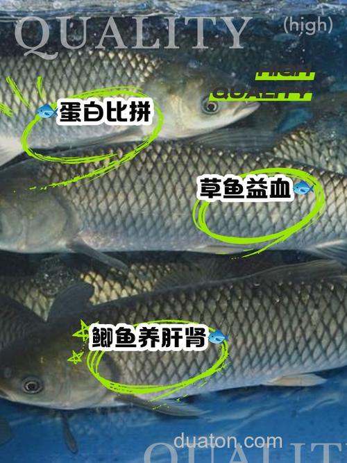 草鱼鲫鱼吃海蚯蚓吗