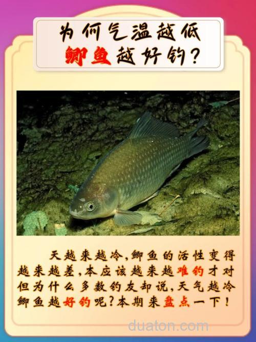 为什么冬季比夏季更好钓鲫鱼?