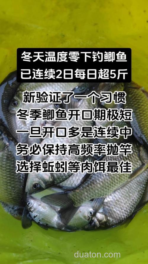 冬天钓鲫鱼什么温度的天气最适合