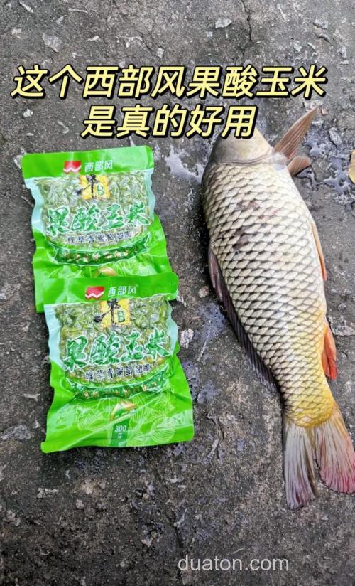 酸臭玉米在水库钓鱼招鲢鱼吗？