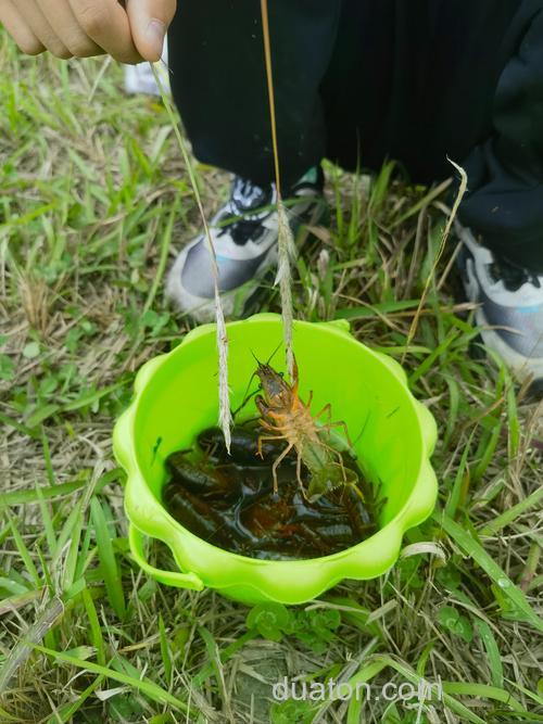 钓河虾除了蚯蚓还有什么?