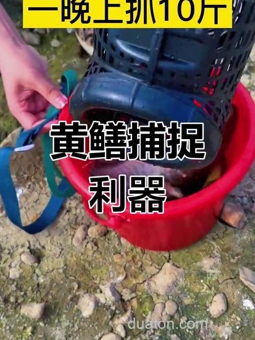 捕黄鳝放什么饵?