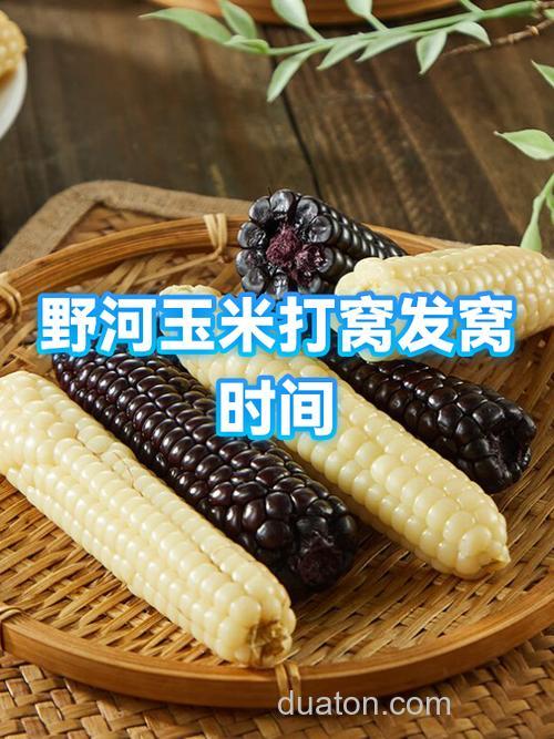 嫩玉米打窝多久能发窝