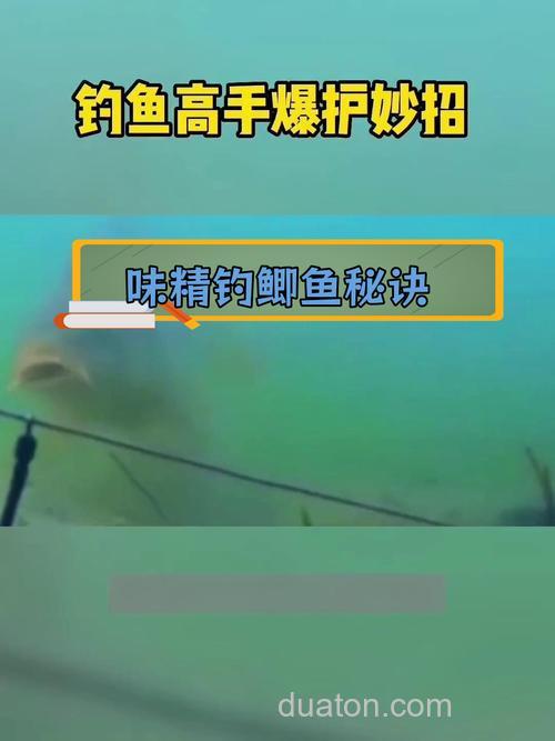 味精钓鲫鱼的正确方法?