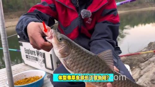 水库下钓鱼,遭遇大量“怪草鱼”,竟是淡水之王?