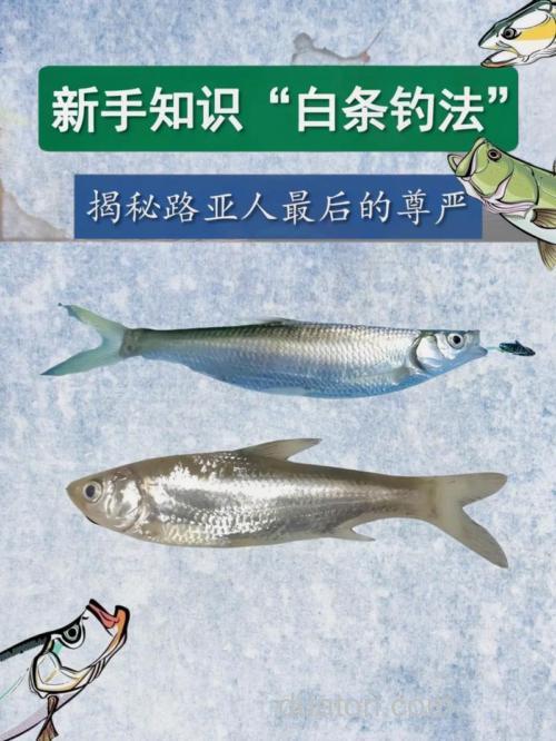 路亚白条麦穗用什么钓?