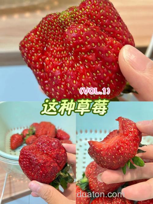 草莓能不能做鱼饵?