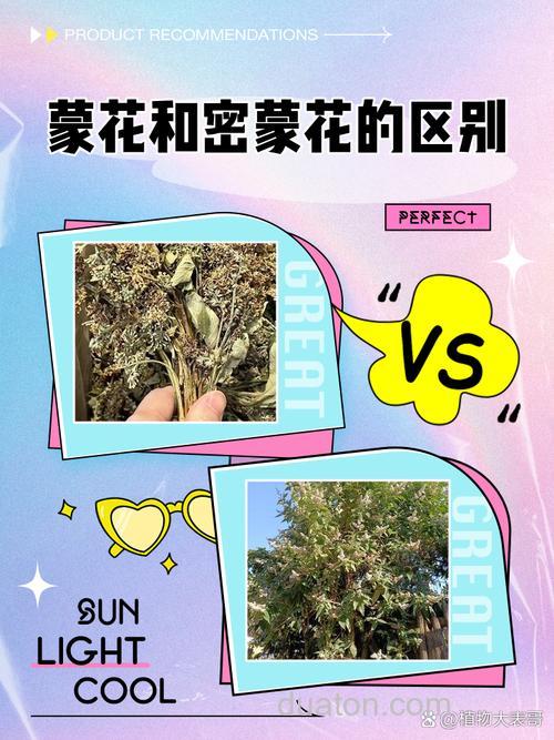 蜜蒙花和蒙花是同一种吗?