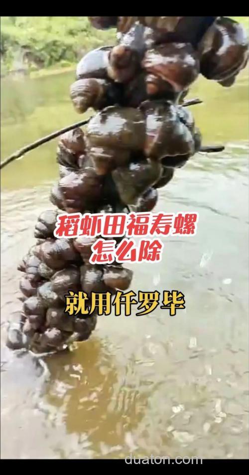 福寿螺吃藻吗?