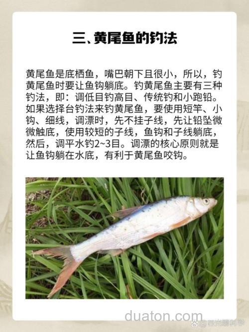 春季野钓鳊鱼胡子鲶大黄尾钓法很重要