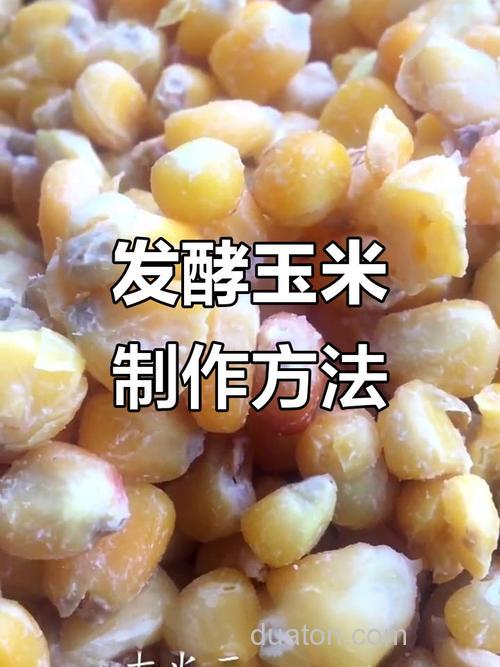 玉米怎么发酵最快最简单？
