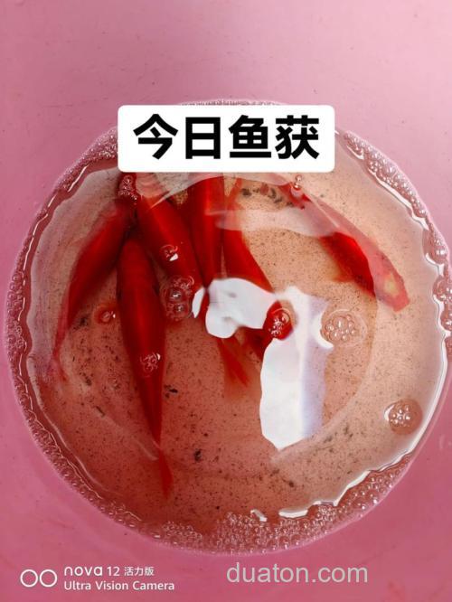 血麦适合钓什么鱼?