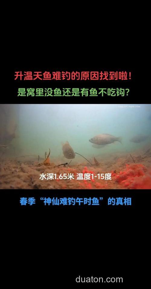 鱼停口了怎么办?