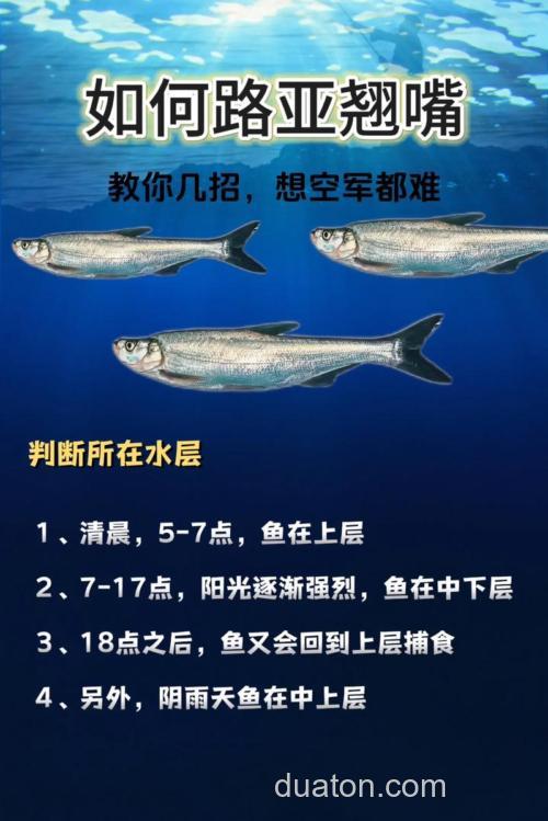 手竿钓翘嘴有什么技巧?