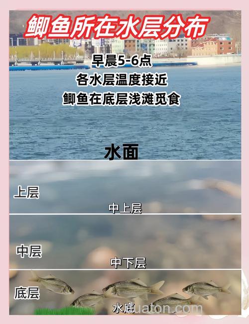 鲫鱼一天的活动规律是什么?