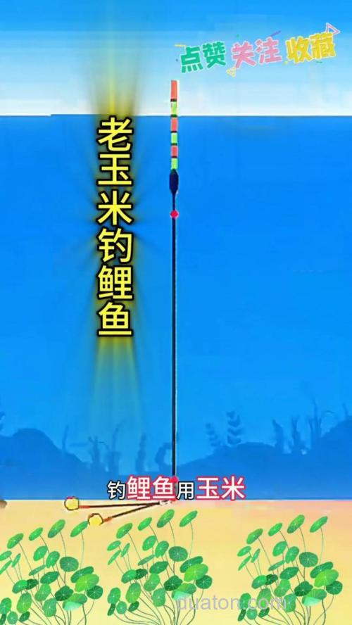 海杆玉米钓鲤鱼绝招?