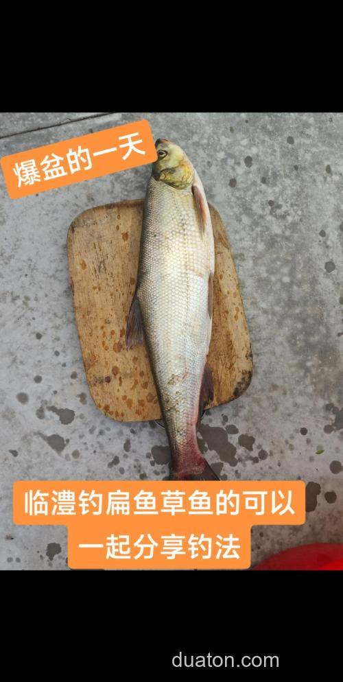 黑坑草鱼如何钓?