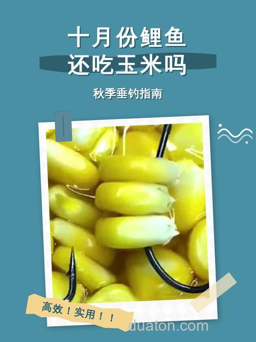 鲤鱼喜欢吃麦子还是玉米？