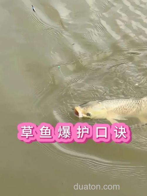 教你冬季如何钓到更多的草鱼