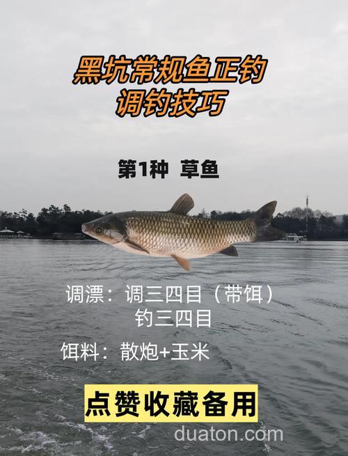 黑坑草鱼怎么钓,用什么饵料好用