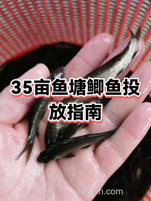 鱼塘里鲫鱼为什么不长？