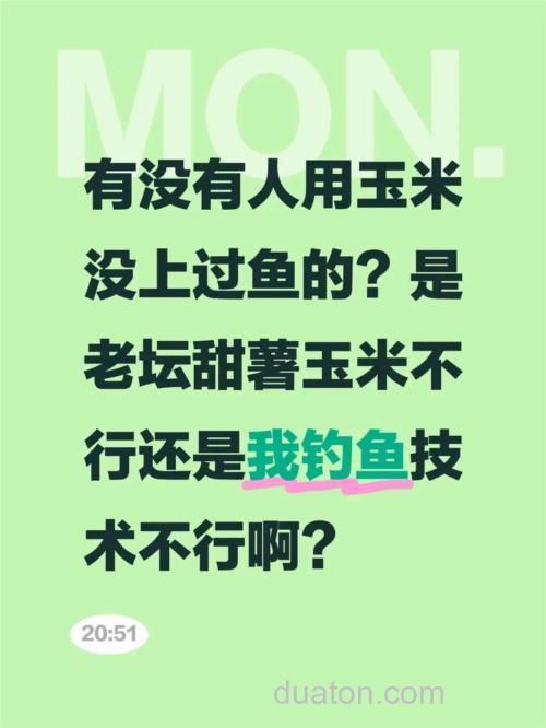 甜薯玉米钓鲤鱼好吗?