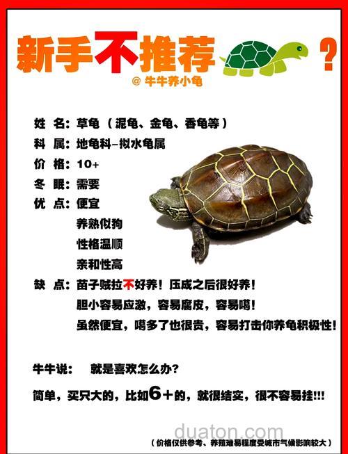 养乌龟的最好的方法
