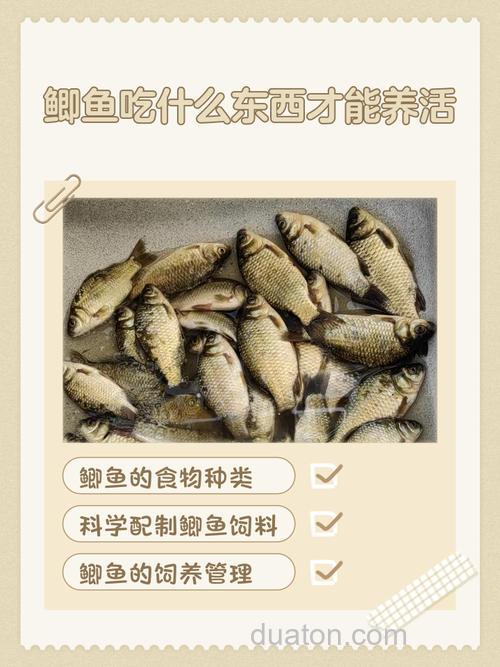 鲫鱼喂米饭可以长大吗？