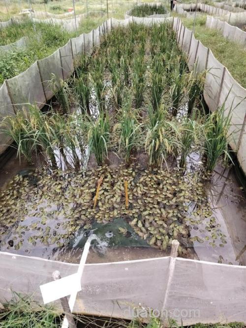 水稻牛蛙综合种养技术?